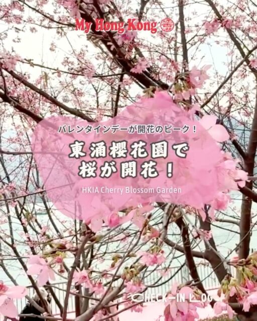 香港空港そばの東涌櫻花園が今年も開花しました！🌸 
桜は160本に増え、遊歩道も拡張されてフォトスポットがさらに充実📸✨ 
見頃はこれから2〜3週間、バレンタイン前がピーク💗 
空港〜東涌駅の新ルートも開通してアクセスもスムーズに🚶‍♀️🌿

#HongKong #香港 #MyHongKong #迷香港 #香港ライフ