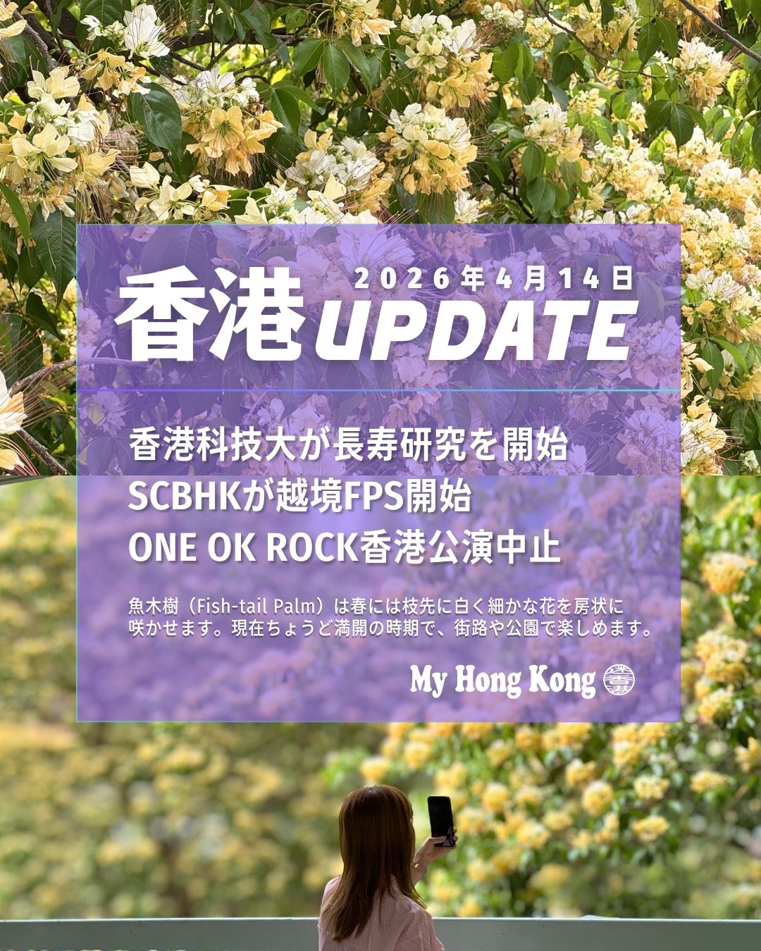 📣【 #香港UPDATE ｜2026年4月14日】

最新の香港ニュースをまとめてお届けします✨ 

 🔬 香港科技大が長寿研究を開始 
90歳以上500人を対象に、AIで健康長寿の仕組みを解析。

 💸 SCBHKが越境FPS開始 
海外→香港の送金がHKD/CNYで即時処理に対応。

 🎤 ONE OK ROCK 香港公演が中止 
5月2・3日の公演が「予期せぬ事態」で中止。上海公演も3月に中止発表。

 🏠 細分化住宅の登録申請が急増 
制度開始1か月で5,557戸が申請。基準未達の賃貸は起訴対象に。

 🌸 魚木樹が満開 
白〜淡クリーム色の花が街路を彩り、晩春の風物詩に。

📌 詳しくはこちら 
👉 [https://myhkg.com/](https://myhkg.com/)

#HongKong #香港 #MyHongKong #迷香港 #香港ライフ