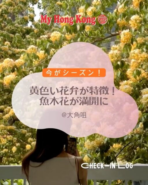 香港の街角でふわっと咲き始めた魚木花（Spider Tree）。
歩いていると突然あの甘い香りがして、思わず見上げてしまう季節です。
今年もその瞬間を少しずつ集めてみました。香港の春、感じてもらえたらうれしいです。

#HongKong #香港 #MyHongKong #迷香港 #香港ライフ