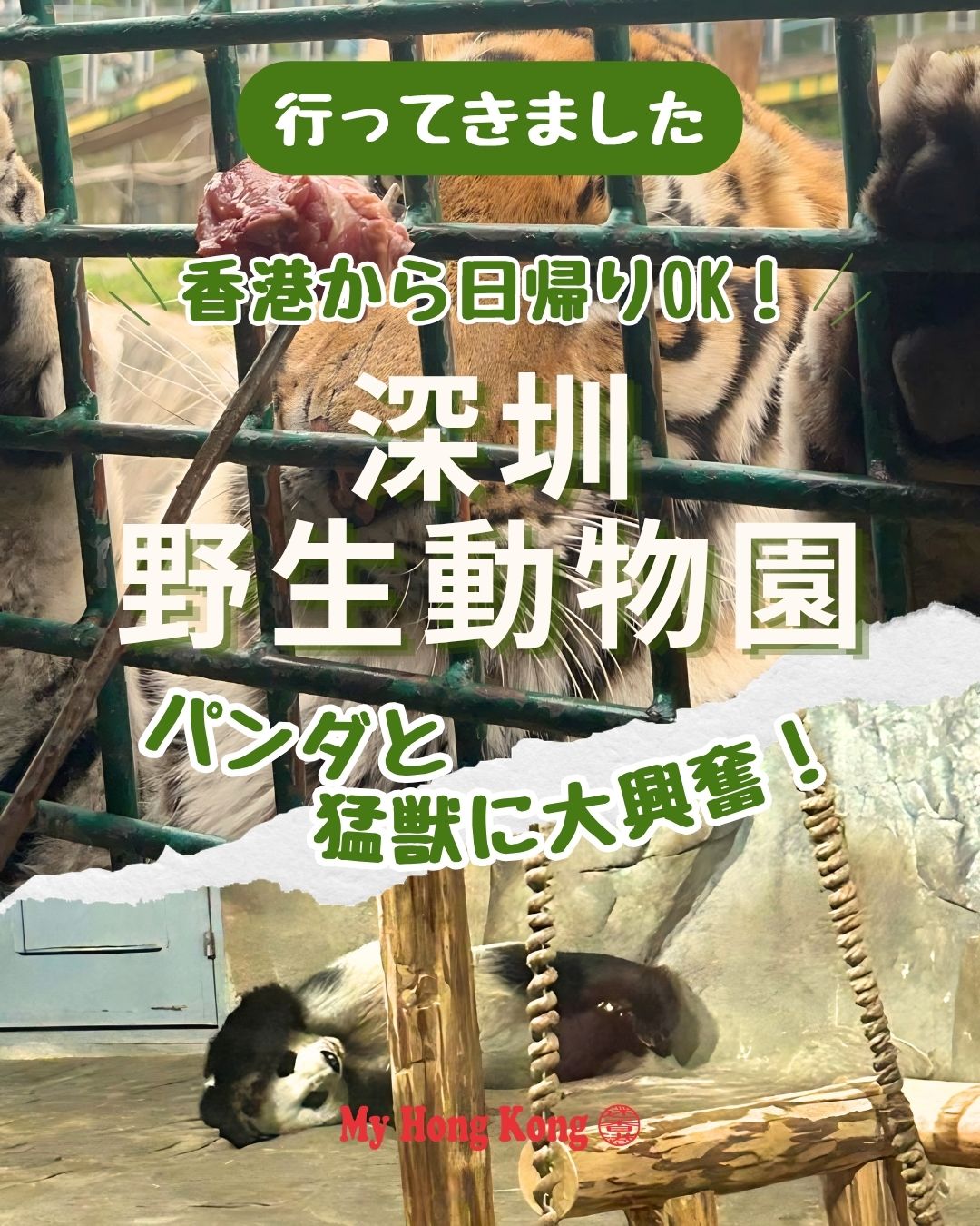 香港から日帰りで行ける深圳野生動物園！日本生まれのパンダ「秋浜」や猛獣ゾーンの迫力に大興奮🐼週末の刺激にぴったりな体験をまとめました✨

・香港からハイスピードトレインで約20分で深圳北駅へ！日帰り圏内で気軽に行ける🚄
・チケットはTrip.comがお得！香港・マカオ居民割引でHK$99🎟
・QRコードとHKIDで簡単入場😄
・日本生まれのパンダ【秋浜】に感動🐼
・キリン、カピバラ、ユキヒョウなど世界の動物に大興奮！クライマックスは猛獣ゾーン🦁
・サファリバスで虎の餌やり体験🐅
・迫力満点で童心に返る瞬間👧

👉 続きはMy Hong Kongホームページ内のコラムで詳しくご紹介！
🔗 my-hkg.com にアクセスしてチェックしてください。
✨ Bioにもリンクがありますのでぜひご覧ください。
#HongKong #香港 #MyHongKong #迷香港 #香港ライフ
